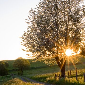 Baum mit Sonnenschein im Sauerland