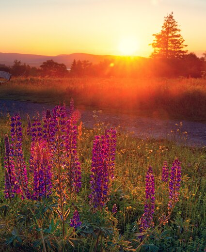 Blumenwiese im Sauerland